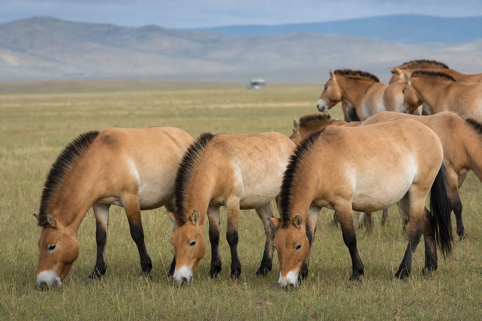 Wild Przewalski's horses grazing on open grassland, illustrating the free-roaming herds found in both Chernobyl and Mongolia