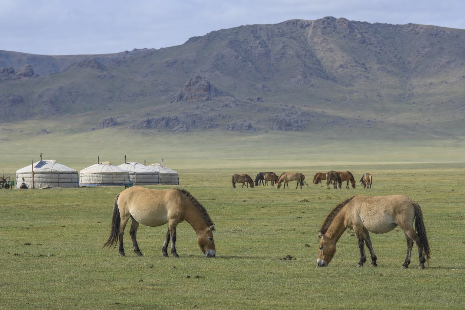 A nomadic family's gers on the open Mongolian grassland with domestic horses grazing nearby, echoing the setting of the Julia Roberts documentary