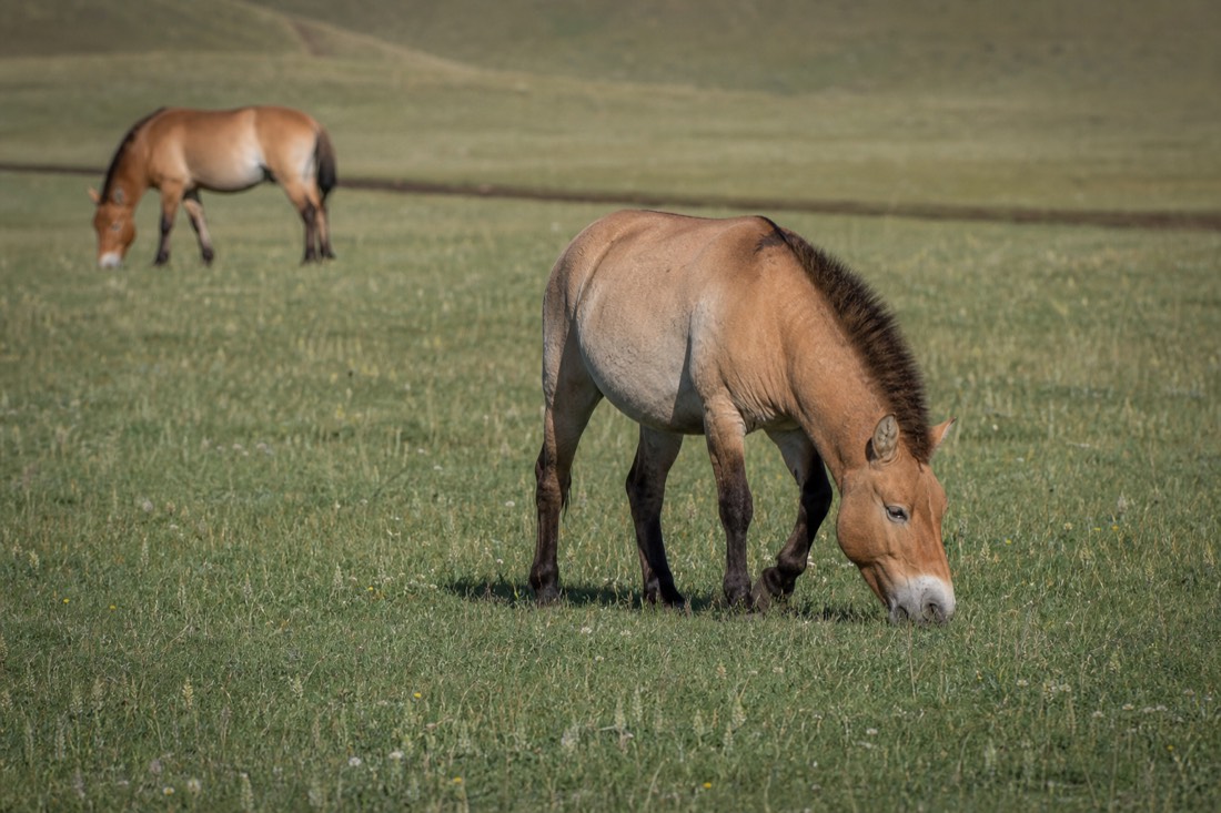Wild takhi grazing on the Hustai steppe, showing the stocky build and dark erect mane that set them apart from the domestic horses in the documentary