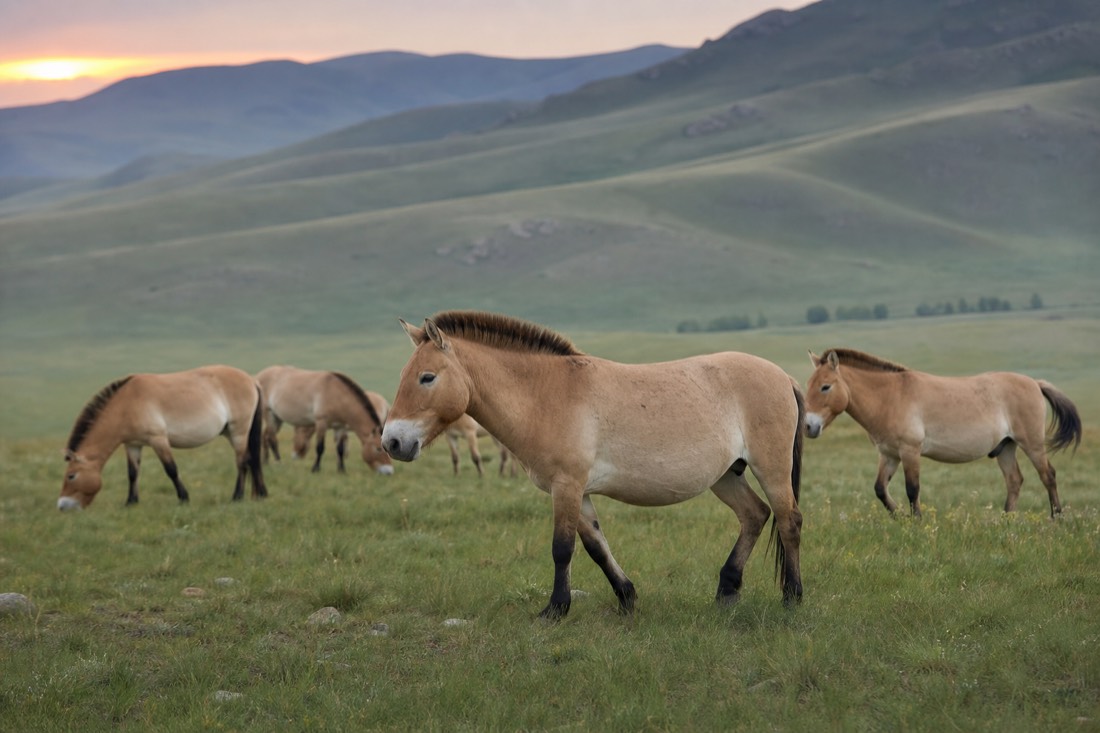 A harem of wild takhi grazing in a green Hustai valley at dawn, the national animal of Mongolia moving across the open steppe
