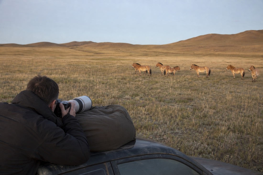 A photographer resting a long telephoto lens on a beanbag atop a vehicle, framing a distant takhi harem across the Hustai steppe at first light