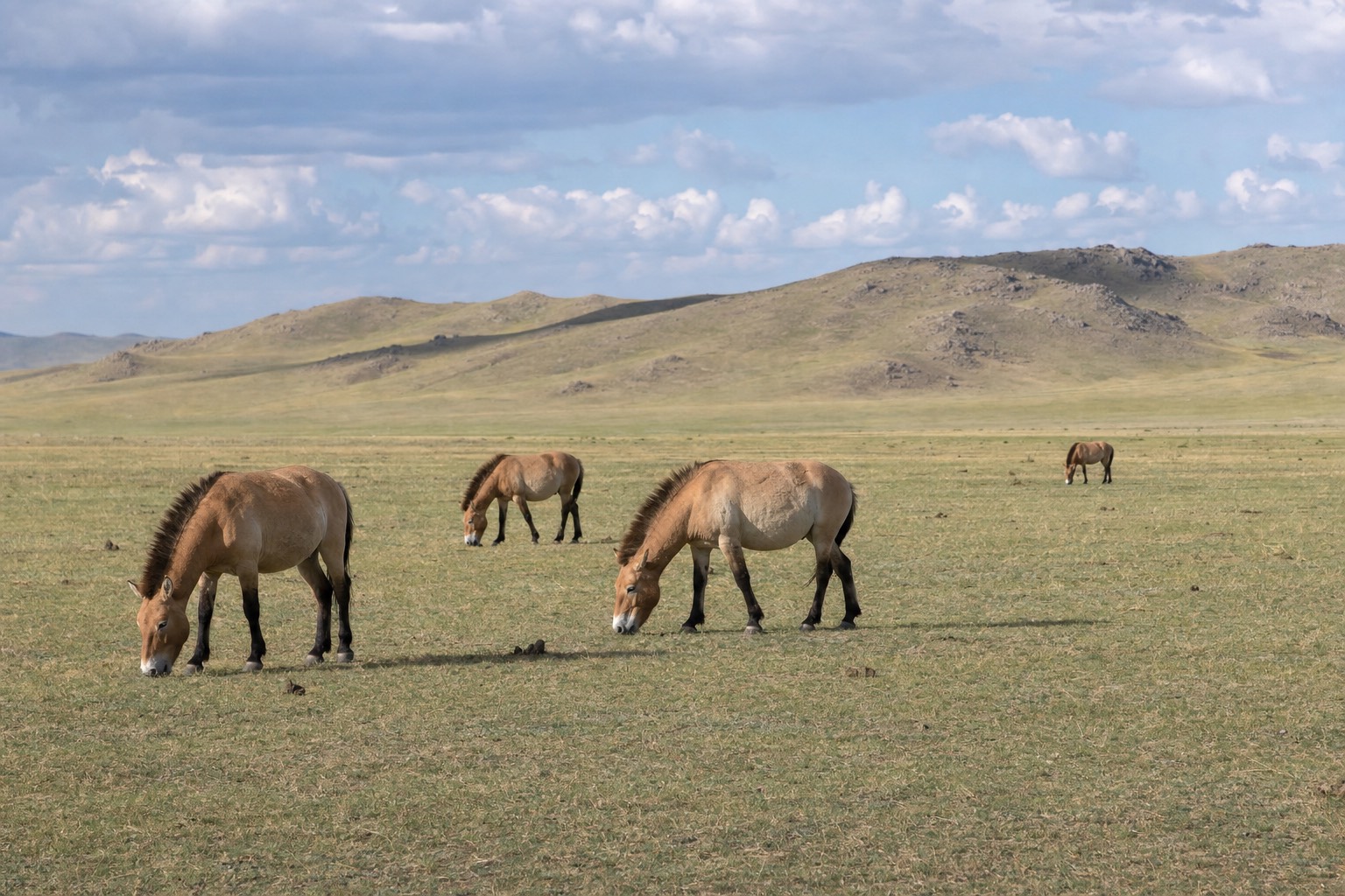 A band of wild Przewalski's horses grazing on the open Hustai steppe under a wide Mongolian sky