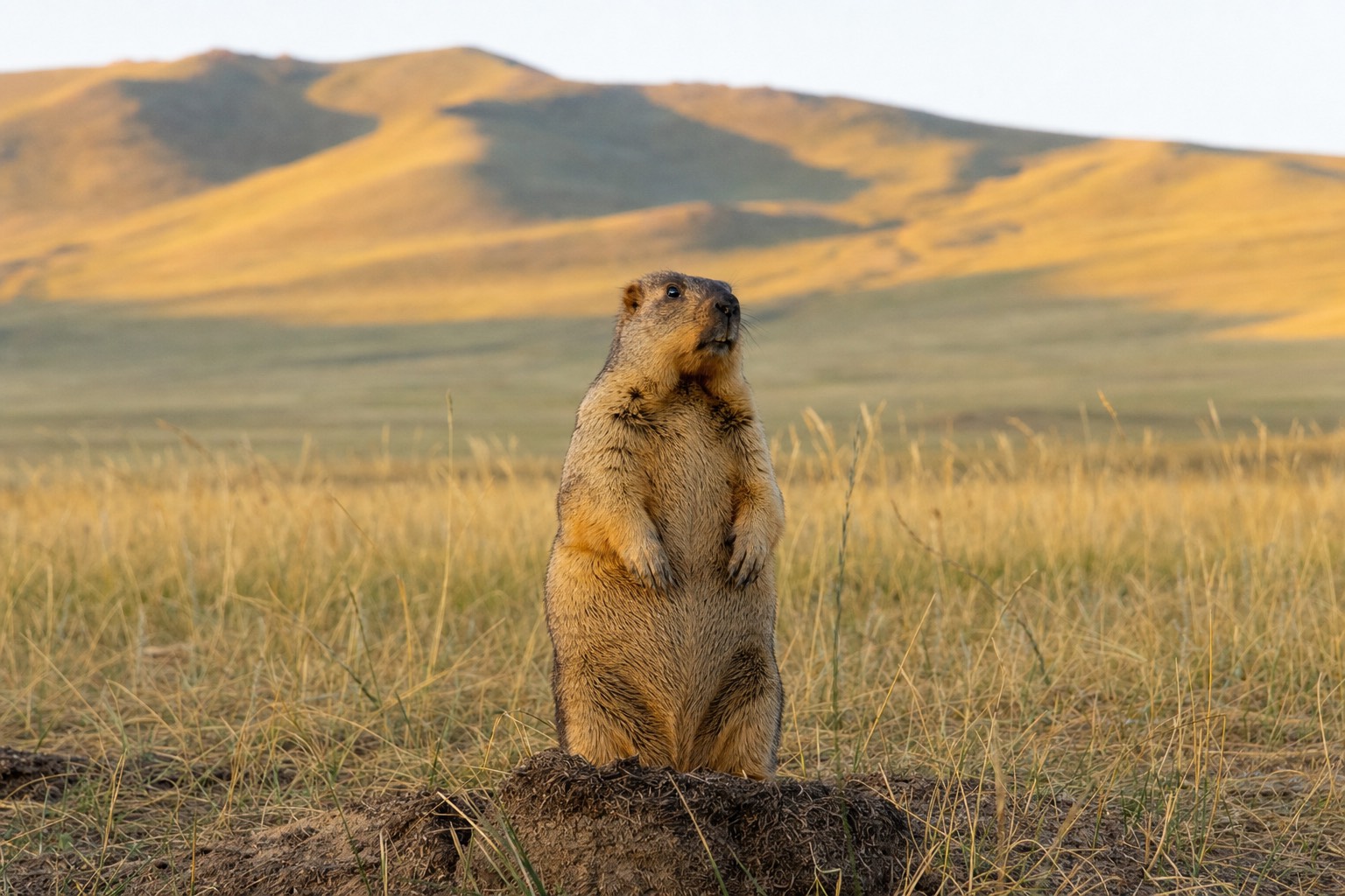 A tarbagan marmot standing upright on the golden Hustai steppe at dawn with rolling hills behind it