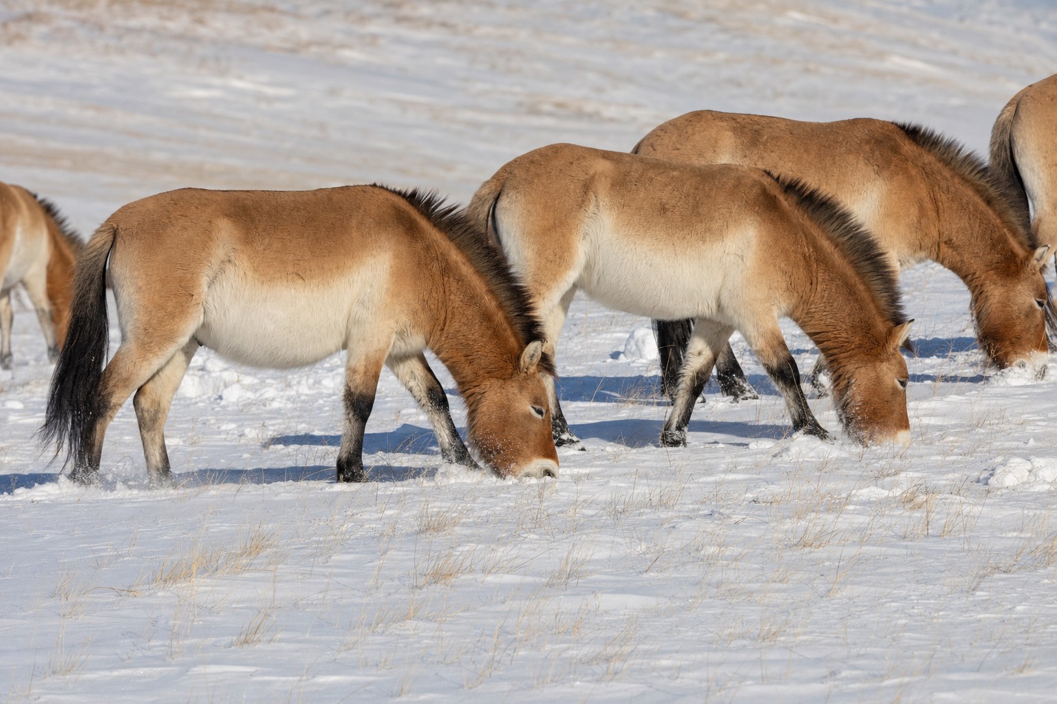 A Przewalski's horse harem pawing through snow on a frozen Hustai hillside under a pale winter sky