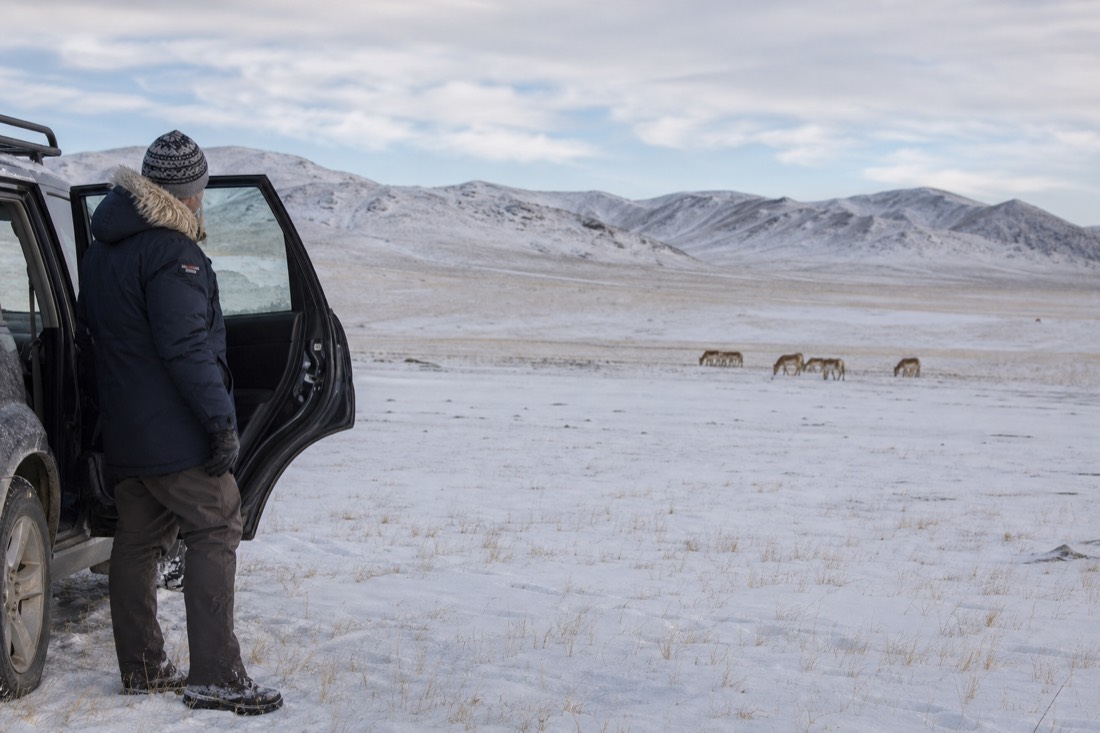 A warmly dressed visitor stepping out of a heated vehicle to watch a distant takhi harem across a snow-covered Hustai valley