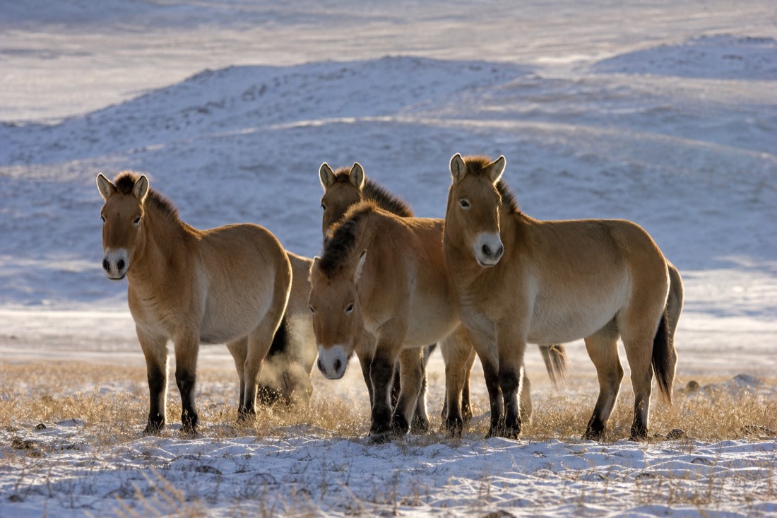 Snow dusted Mongolian steppe in deep winter at Hustai National Park, a small close group of stocky dun Przewalski's horses with short dark erect manes, no forelock and pale muzzles standing together for warmth, breath visible in the cold air, pale winter sun low on the horizon
