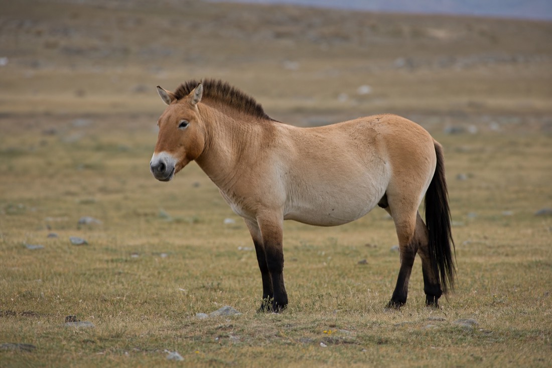 Mid-distance telephoto side-on shot of a Przewalski's horse standing alert on the steppe, showing its stocky build, dun coat, short dark erect mane, no forelock, pale muzzle, dark legs and dorsal stripe