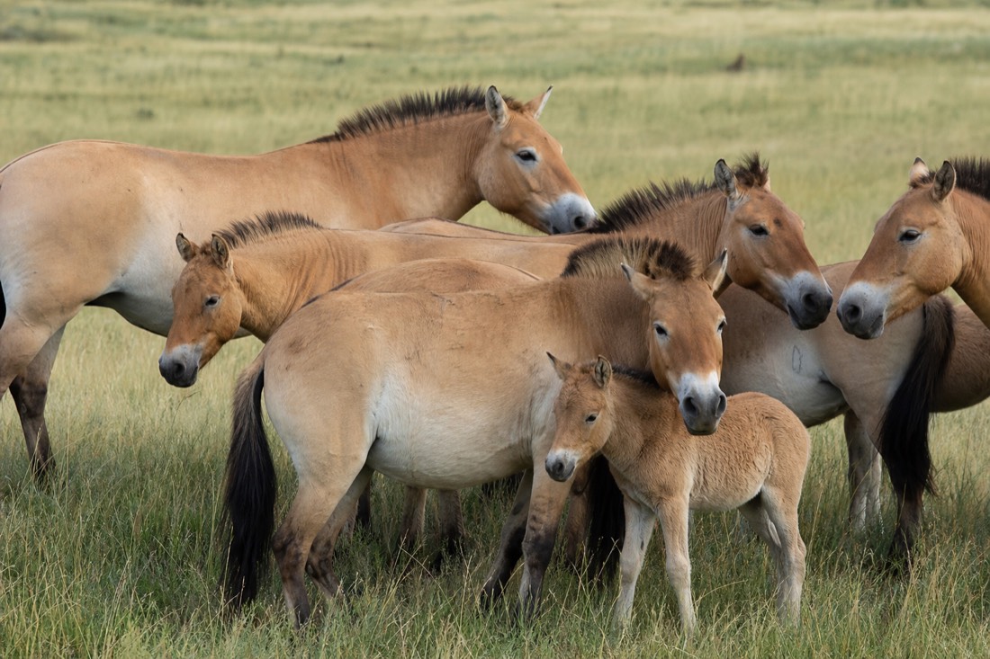 A tight cluster of stocky dun takhi mares and foals with dark erect manes standing close together in tall summer grass, illustrating a single breeding harem within Hustai's growing free-ranging population