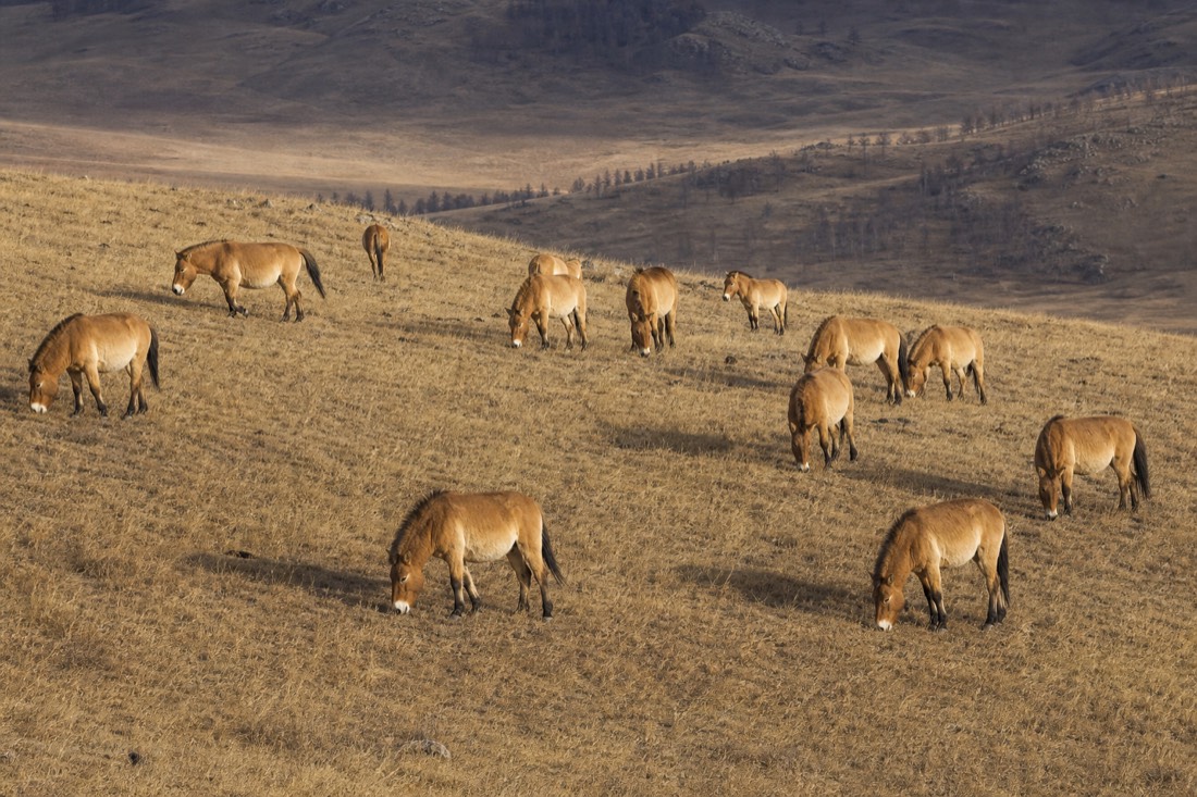 A spread-out herd of stocky dun takhi with dark erect manes and pale muzzles grazing across a golden Hustai hillside under a wide steppe sky