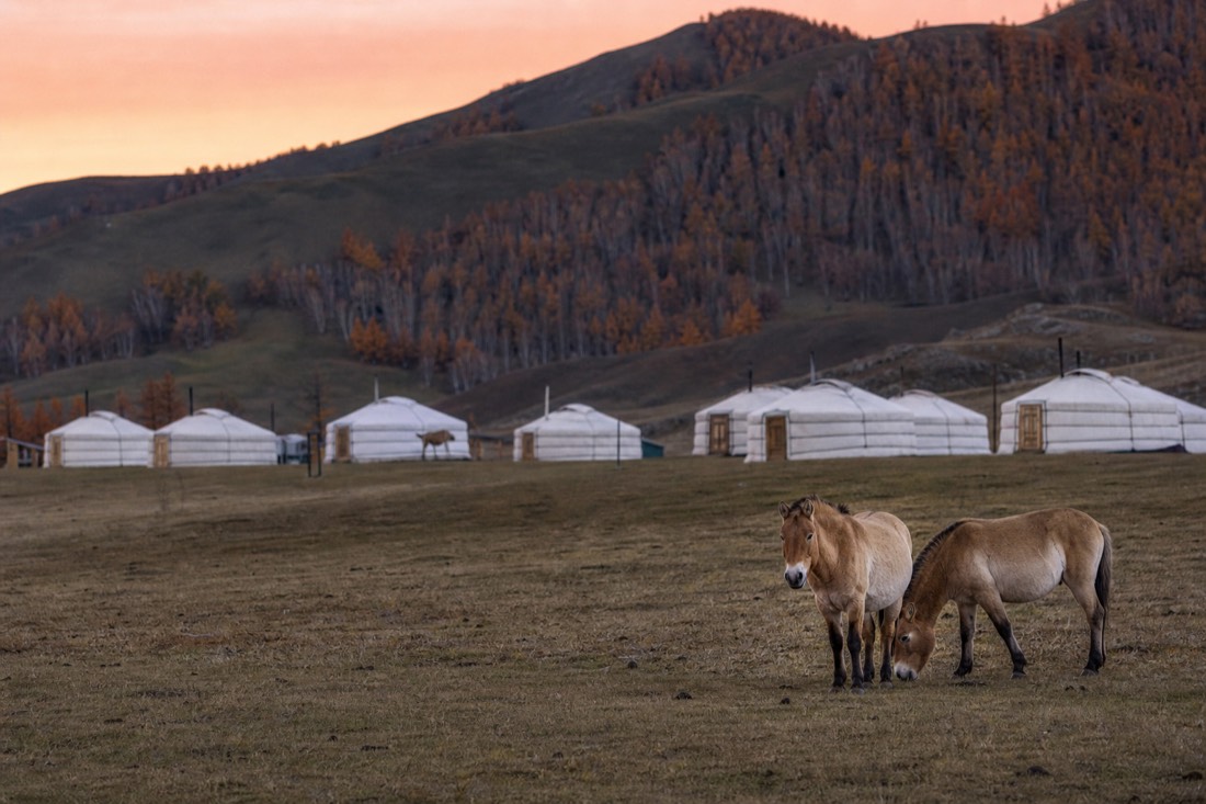 A cluster of traditional Mongolian gers at a tourist camp near Hustai National Park with birch-covered hills behind at dusk