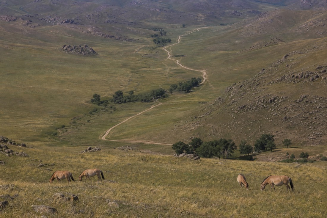 A wide elevated view from a hillside ridge over Hustai's valley system showing the main track threading between grassy hills far below