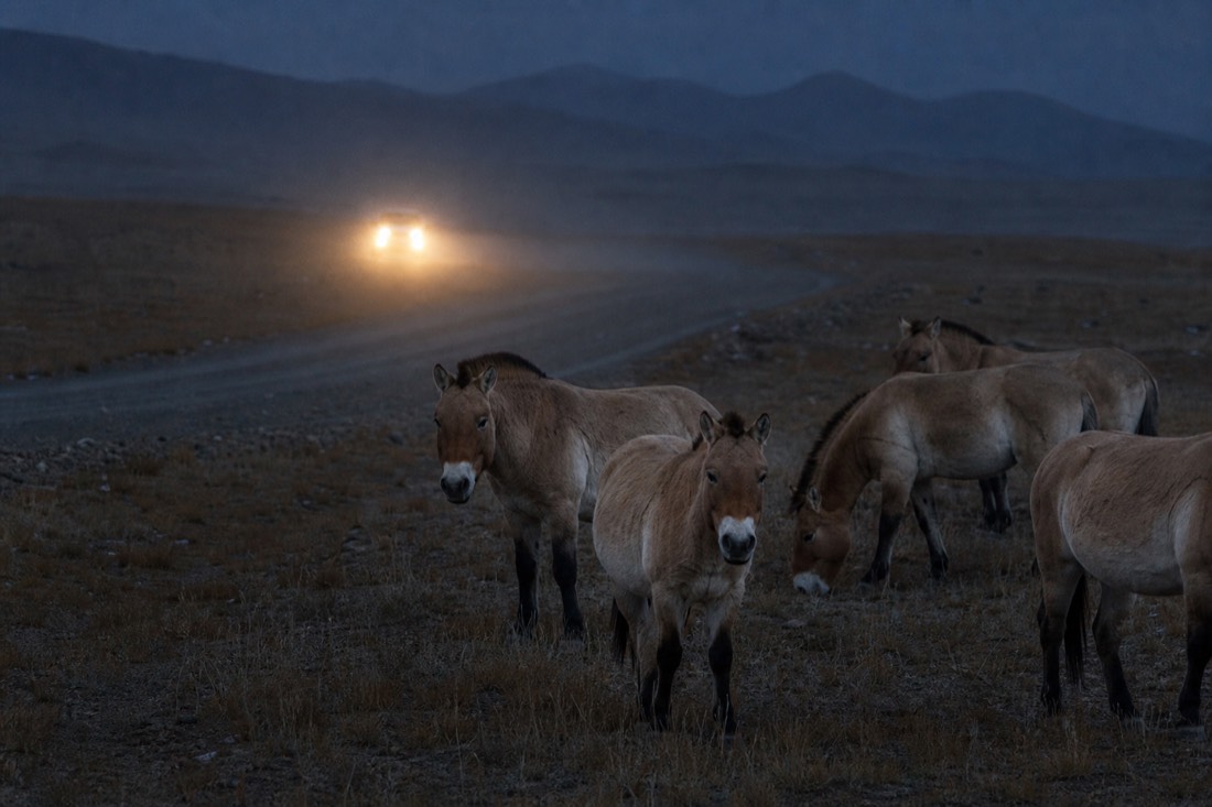 Pre-dawn light over the Hustai National Park access track, a single vehicle's headlights cutting through blue morning haze on the gravel road, silhouettes of low hills in the distance, no other vehicles visible