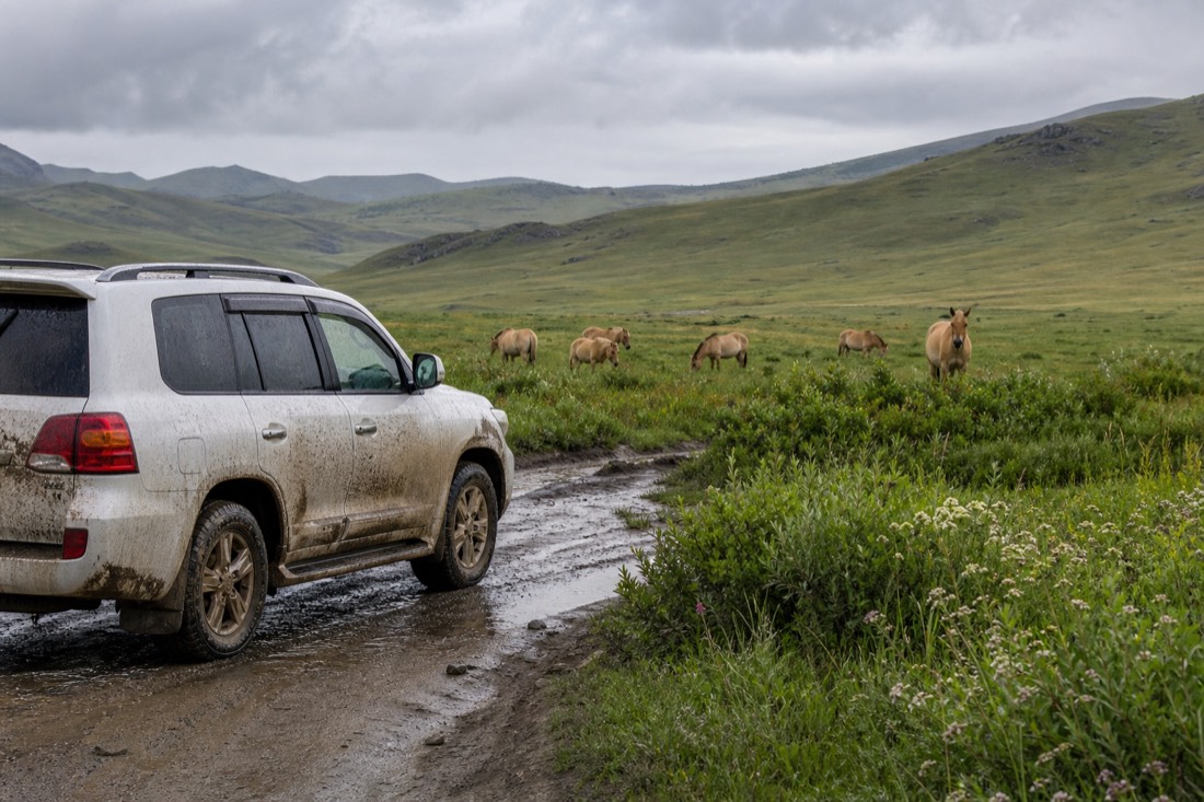 A mud splashed white SUV parked on a rain soaked dirt track within Hustai National Park, low grey clouds over green steppe hills, wet grass and wildflowers in the foreground