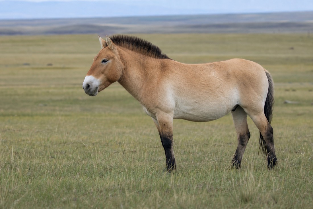 Side profile of a stocky dun takhi showing its dark lower legs, whitish-pale muzzle, dun body and short erect dark mane, the field marks guides use to identify the species at a distance