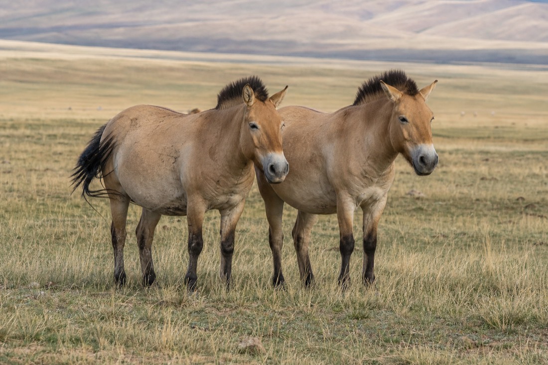 Two stocky dun takhi mares with short dark erect manes standing close together swishing flies on the open Hustai steppe, illustrating the shared ancestry of a population descended from about a dozen founders