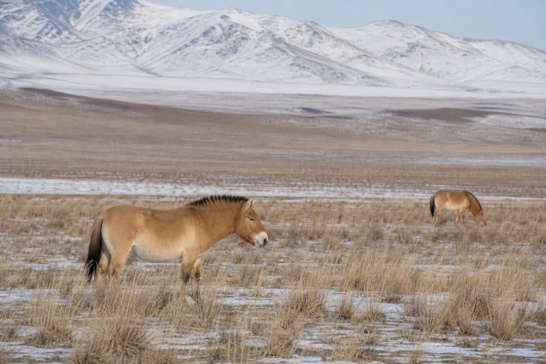 Frost-dusted steppe grassland in Hustai National Park under pale winter light with distant snow-capped hills and no people visible