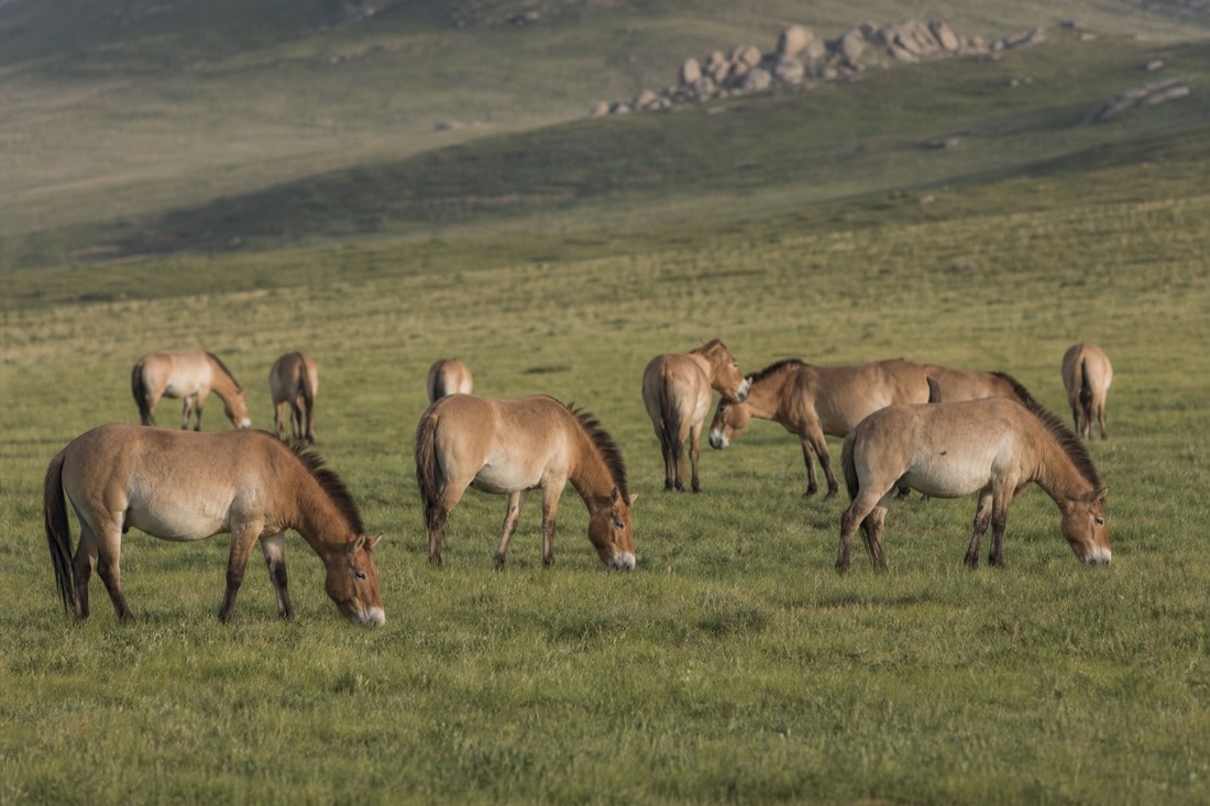A harem of stocky dun takhi with short dark erect manes and pale muzzles grazing across a green Hustai valley in soft morning light