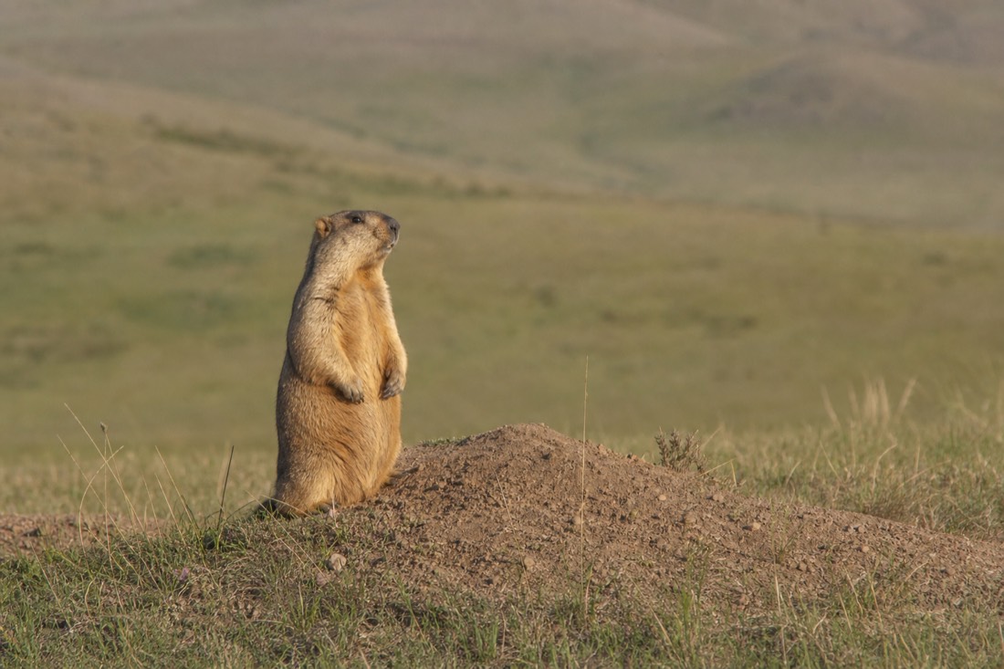 A tarbagan marmot standing alert by its burrow in the grass of Hustai National Park