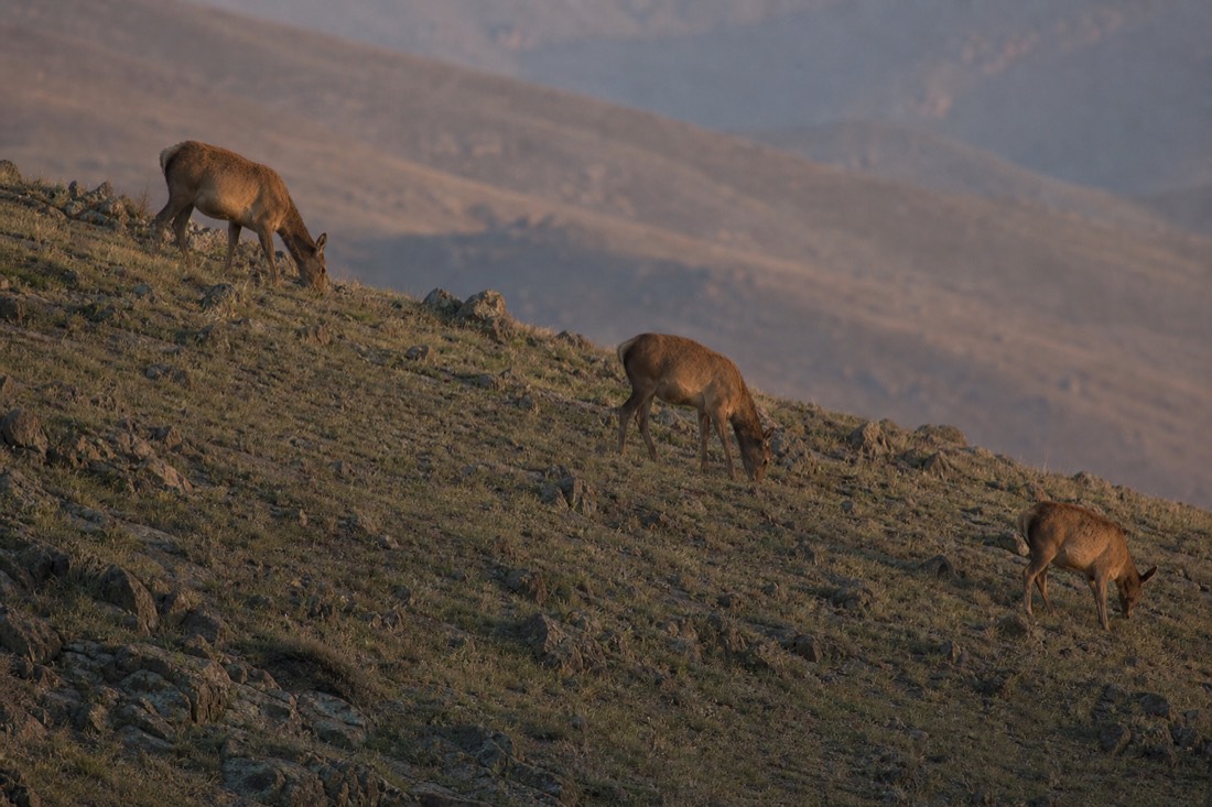 Red deer grazing on a rocky hillside in Hustai National Park, Mongolia