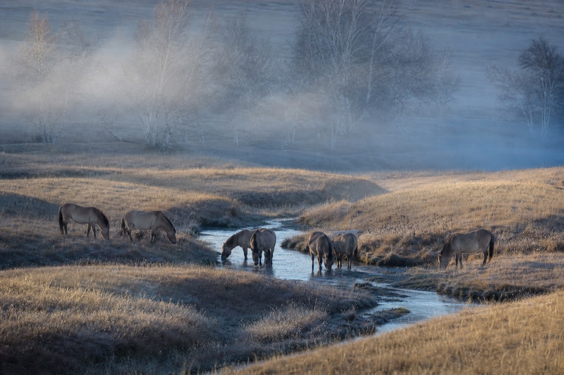 Takhi horses coming down to a misty valley stream at dawn in Hustai National Park