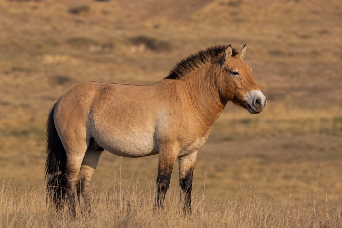 A stocky dun-coloured takhi stallion with its dark erect mane and dorsal stripe on the Mongolian steppe